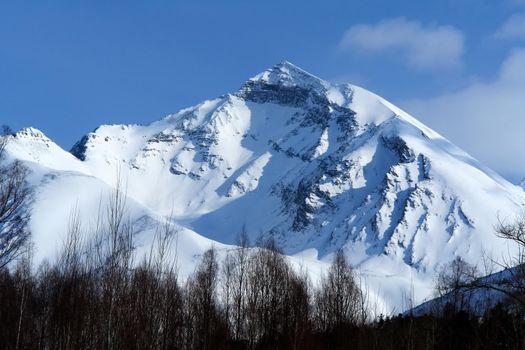 Taiga in the snow on baikal. Forest in winter