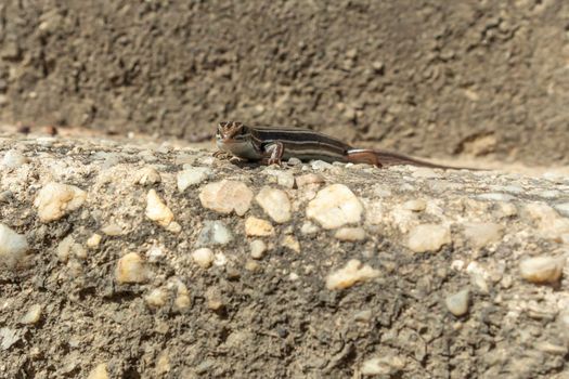 A small brown lizard standing in the sunshine in The Blue Mountains in regional New South Wales in Australia