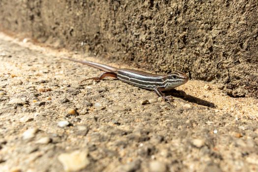 A small brown lizard standing in the sunshine in The Blue Mountains in regional New South Wales in Australia