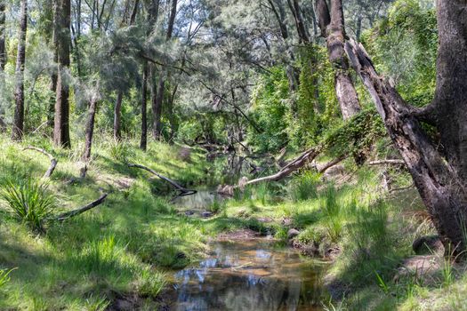 A creek running through a green forest of trees and bushes