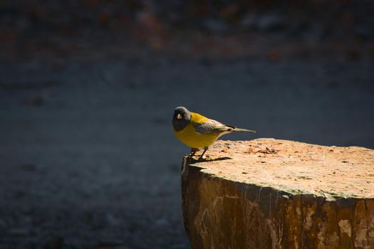 Male grey-hooded sierra finch (Phrygilus gayi) spotted in Villavicencio natural reserve in Mendoza, Argentina.