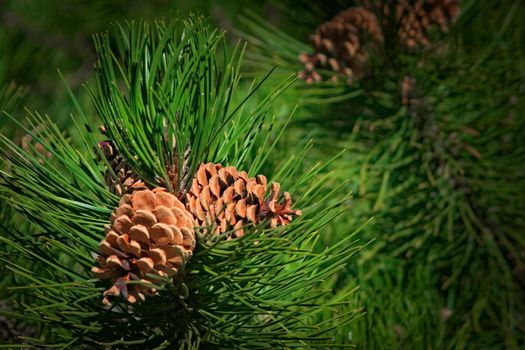 Natural pine cone and green needles on the tree. Close up.