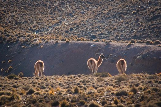 Young guanacos (Lama guanicoe) spotted in the steppes of Villavicencio natural reserve, in Mendoza, Argentina.