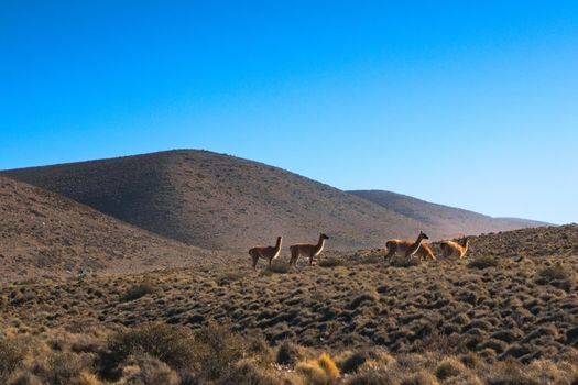 Herd of guanacos (Lama guanicoe) spotted in the steppes of Villavicencio natural reserve, in Mendoza, Argentina.