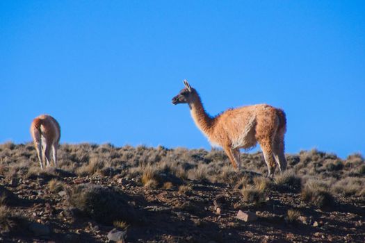 Two guanacos (Lama guanicoe) spotted in the steppes of Villavicencio natural reserve, in Mendoza, Argentina.1