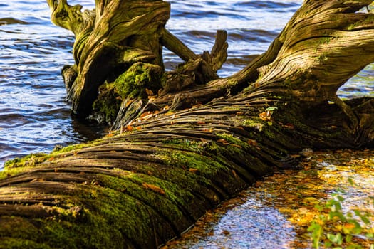 A close up image of a  fallen dead tree log, partly covered in moss, semi-submerged on a body of water.