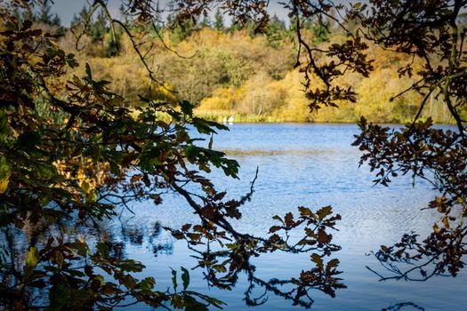 Close up image of branches from a tree near  the shore of a lake, hanging over the water.