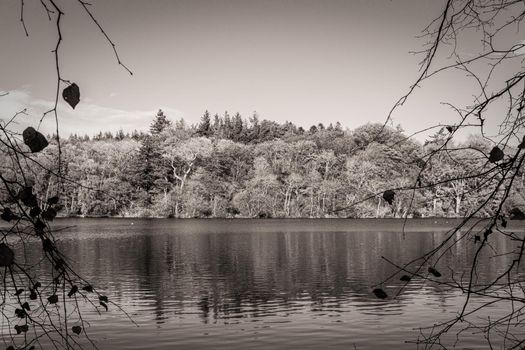 A monochrome view of the side of a lake, with the trees and vegetation reflected in the water. There is a mostly cloudless sky, an some nearby branches in silhouette framing the sides of the image.