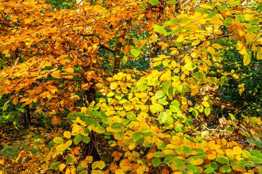 An image focusing on the warm colors of leaves during the autumn season