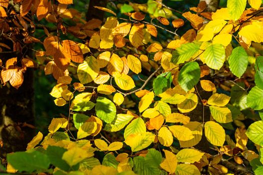 An image focusing on the warm colors of leaves during the autumn season