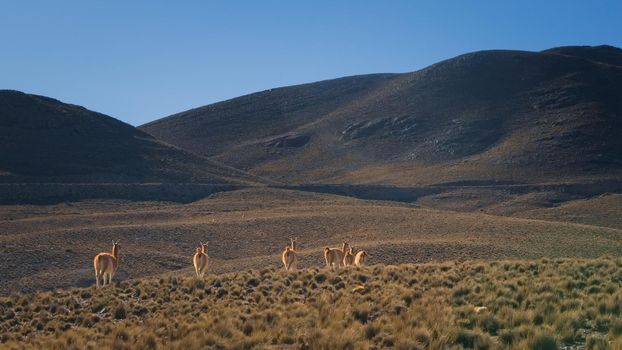 Herd of guanacos (Lama guanicoe) spotted in the steppes of Villavicencio natural reserve, in Mendoza, Argentina.