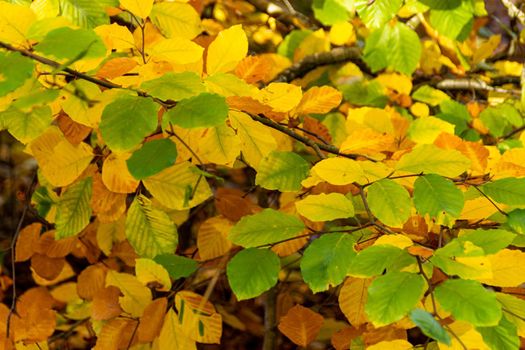 An image focusing on the warm colors of leaves during the autumn season