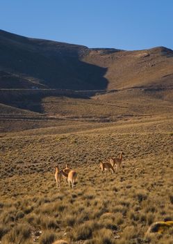 Herd of guanacos (Lama guanicoe) spotted in the steppes of Villavicencio natural reserve, in Mendoza, Argentina.