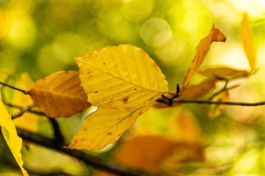 An image focusing on the warm colors of leaves during the autumn season