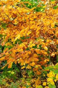 An image focusing on the warm colors of leaves during the autumn season