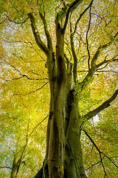 From the bottom up, portrait image of a tree and it`s canopy covering the whole image.