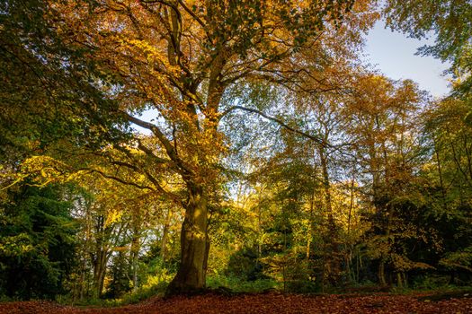 A beautiful tree, with the full autumn colors on its leaves, and the bright afternoon sun illuminating it.