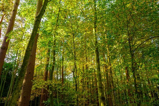 A landscape stile image of some woodland trees, illuminated by the afternoon sun, looking from the bottom up, to emphasize the height of the canopy