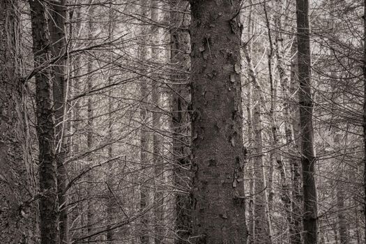 A monochrome image of a dense mass of trees in the woods, close together.