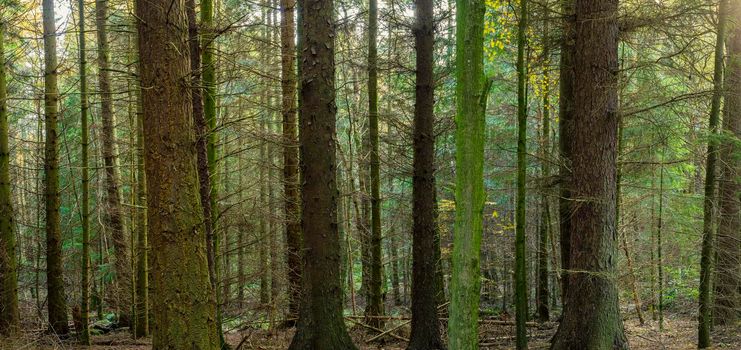 A panoramic image of the woodland`s trees, densely close together in all directions, with branches and twigs interlocking.