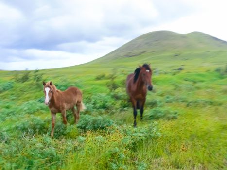 Grazing horses on Easter Island. Horses are a imported species for Easter Island.