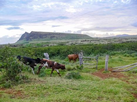 Grazing horses on Easter Island. Horses are a imported species for Easter Island.