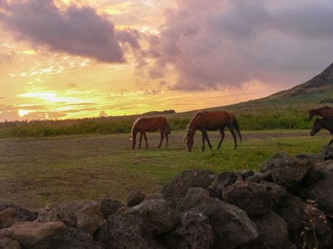 Grazing horses on Easter Island. Horses are a imported species for Easter Island.