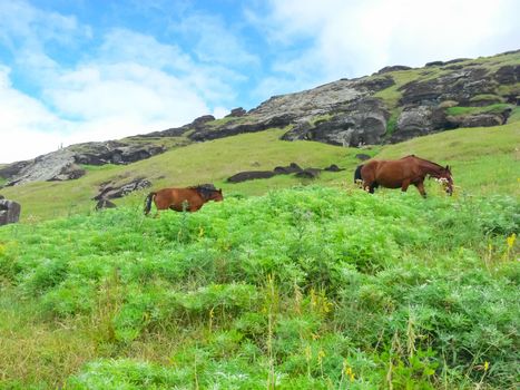 Grazing horses on Easter Island. Horses are a imported species for Easter Island.