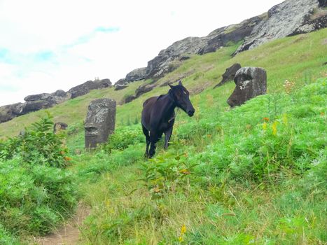 Grazing horses on Easter Island. Horses are a imported species for Easter Island.