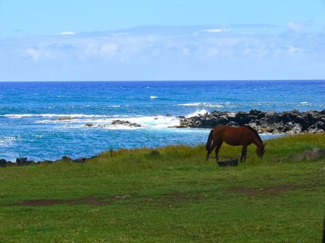 Grazing horses on Easter Island. Horses are a imported species for Easter Island.