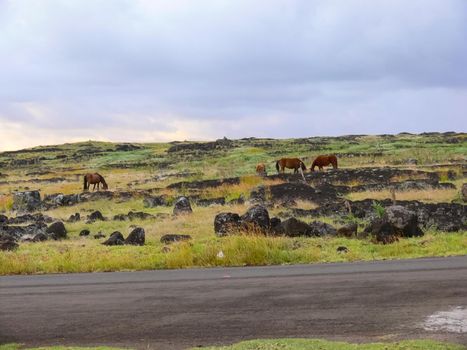 The nature of Easter Island, landscape, vegetation and coast.