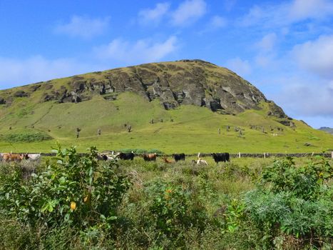 The nature of Easter Island, landscape, vegetation and coast.