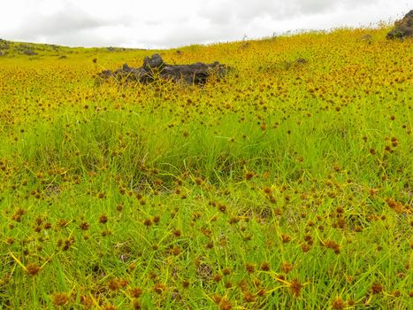 The nature of Easter Island, landscape, vegetation and coast.