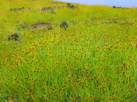 The nature of Easter Island, landscape, vegetation and coast.