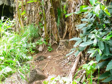 The palm trees on Easter Island are overgrown. Dry leaves.