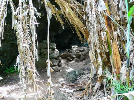 The palm trees on Easter Island are overgrown. Dry leaves.