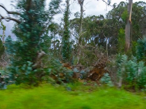 Palm trees on Easter Island. nature and plants on Easter Island.