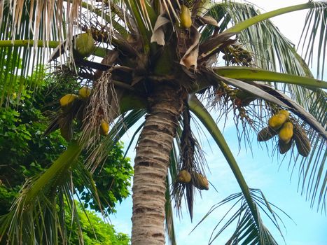 Palm trees on Easter Island. nature and plants on Easter Island.