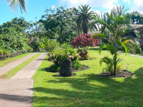 Palm trees on Easter Island. nature and plants on Easter Island.