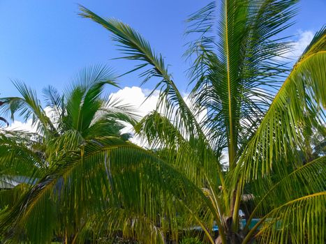 Palm trees on Easter Island. nature and plants on Easter Island.