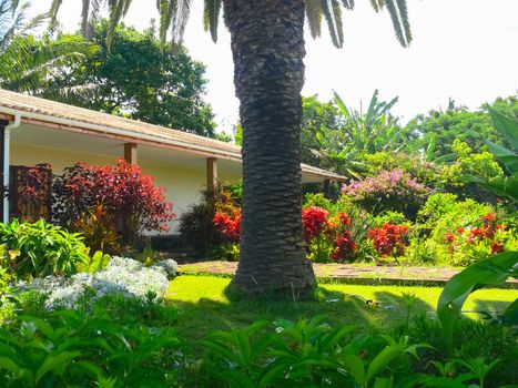 Palm trees on Easter Island. nature and plants on Easter Island.