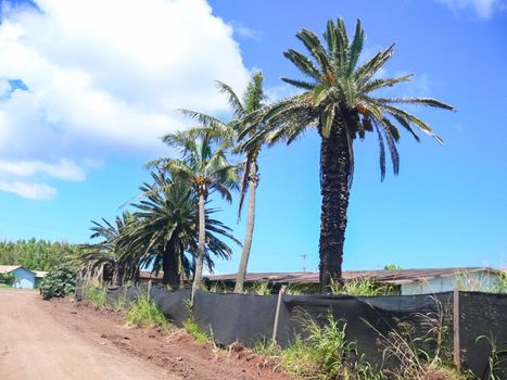 Palm trees on Easter Island. nature and plants on Easter Island.