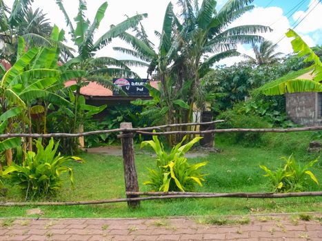 Palm trees on Easter Island. nature and plants on Easter Island.