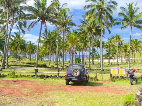 Palm trees on Easter Island. nature and plants on Easter Island.