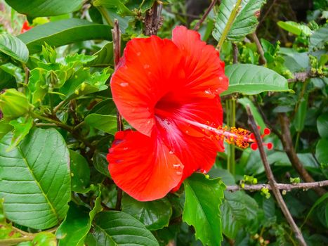 Red flower on a flowerbed on Easter Island.