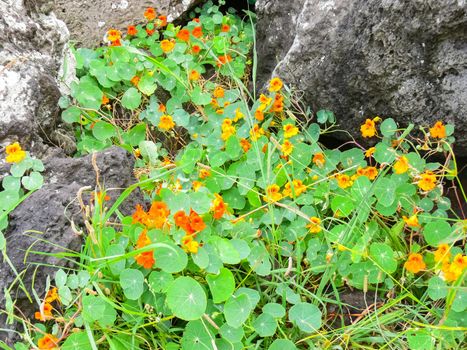 Red flower on a flowerbed on Easter Island.