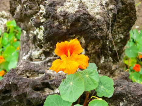 Red flower on a flowerbed on Easter Island.