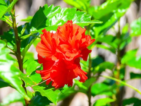 Red flower on a flowerbed on Easter Island.