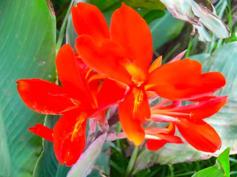 Red flower on a flowerbed on Easter Island.