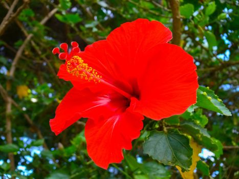 Red flower on a flowerbed on Easter Island.